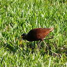 Jacana du Mexique