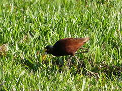 Northern Jacana