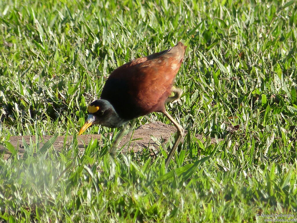 Northern Jacana