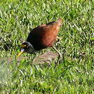 Jacana du Mexique