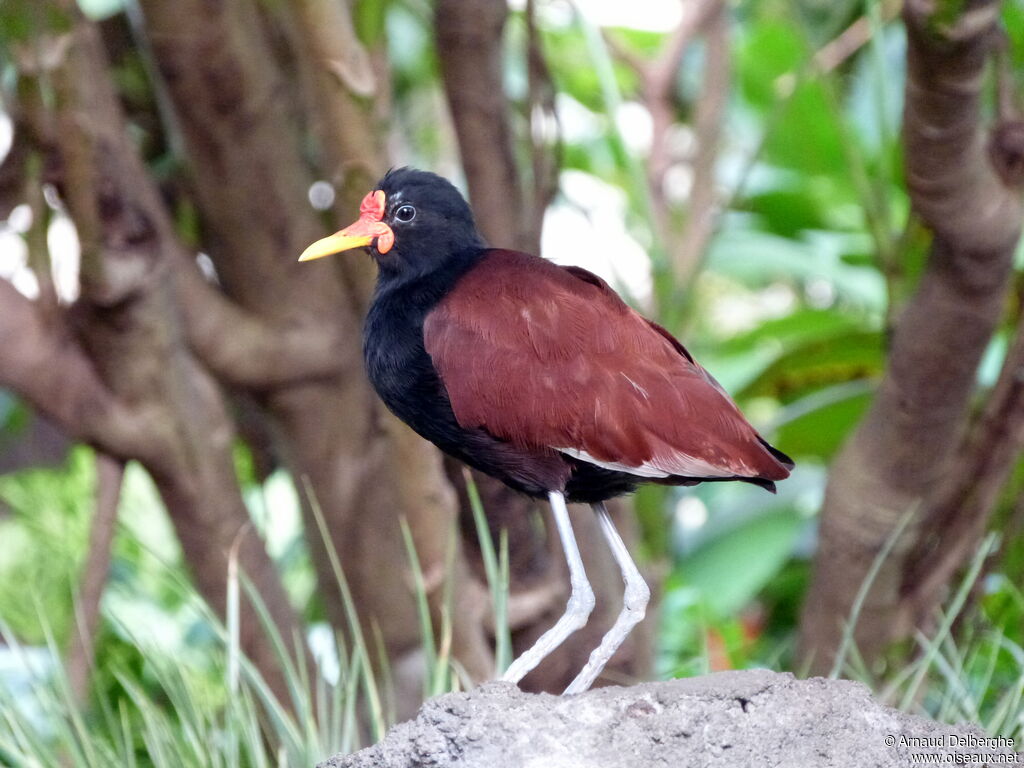 Wattled Jacana