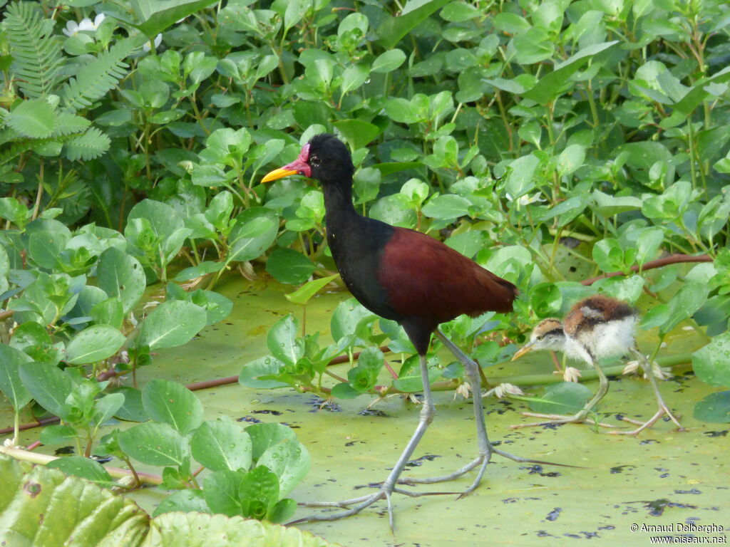 Wattled Jacana