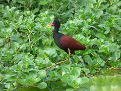 Wattled Jacana