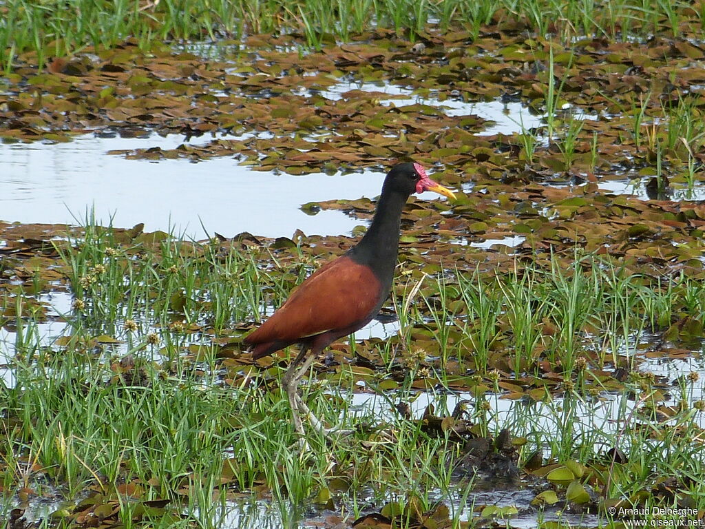 Wattled Jacana