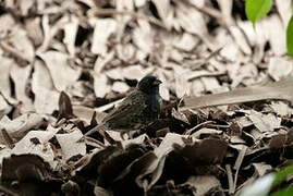 Blue-black Grassquit