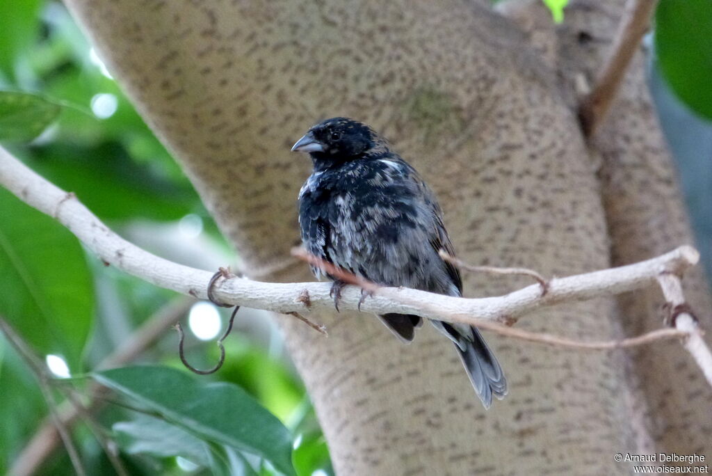 Blue-black Grassquit