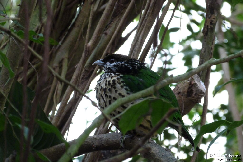 White-eared Catbird