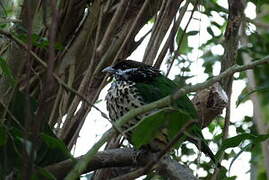 White-eared Catbird