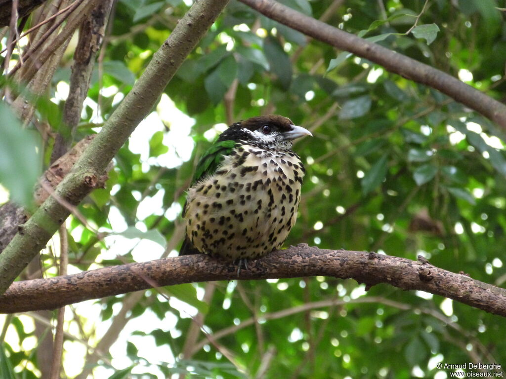 White-eared Catbird