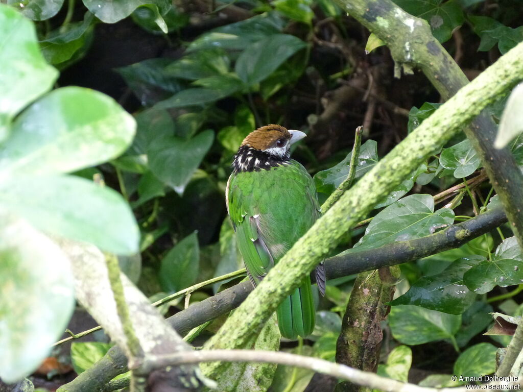 White-eared Catbird