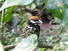 White-eared Catbird