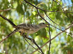 Great Bowerbird