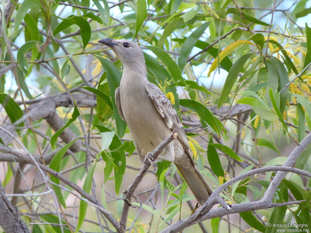 Great Bowerbird