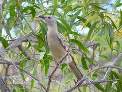 Great Bowerbird