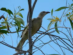 Great Bowerbird