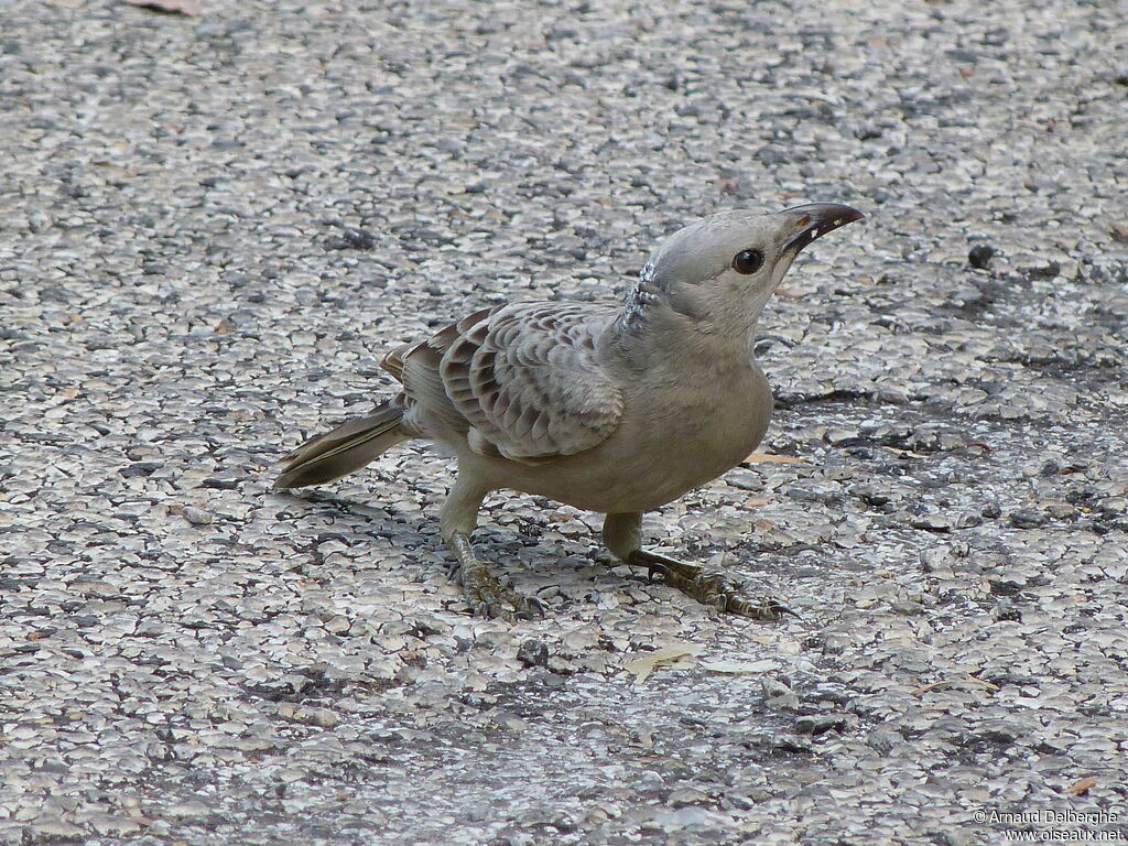 Great Bowerbird