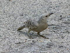 Great Bowerbird