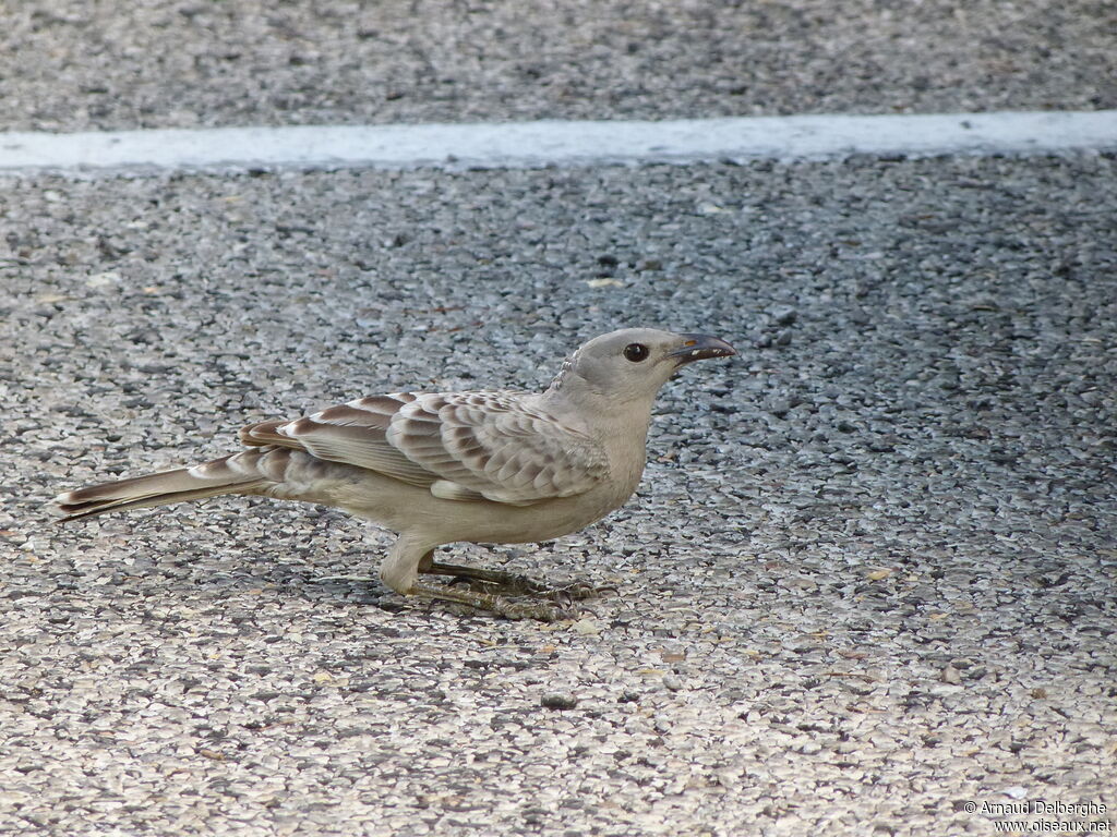 Great Bowerbird