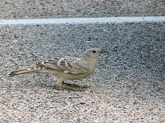 Great Bowerbird