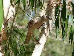 Great Bowerbird