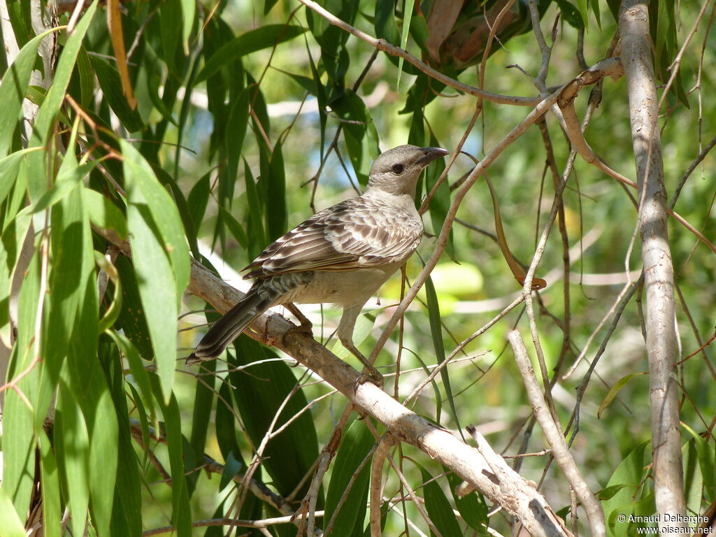 Great Bowerbird