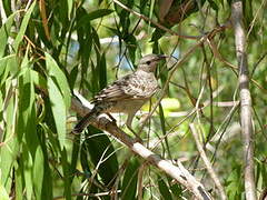 Great Bowerbird