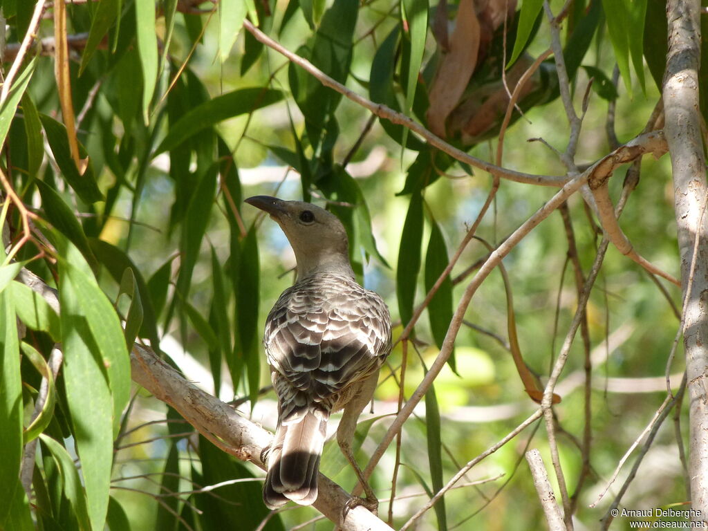 Great Bowerbird