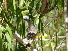 Great Bowerbird