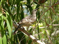 Great Bowerbird