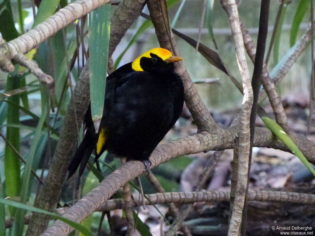 Regent Bowerbird