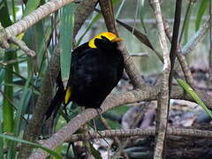 Regent Bowerbird