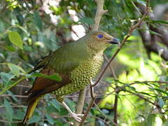 Satin Bowerbird