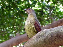 Satin Bowerbird