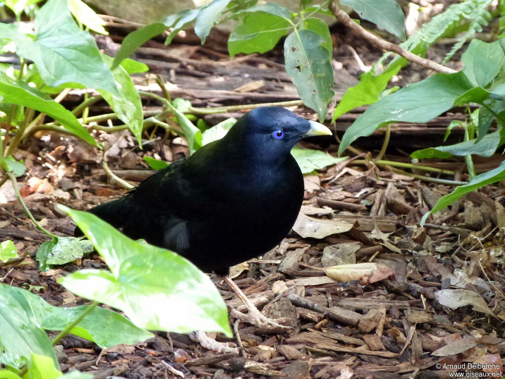 Satin Bowerbird male