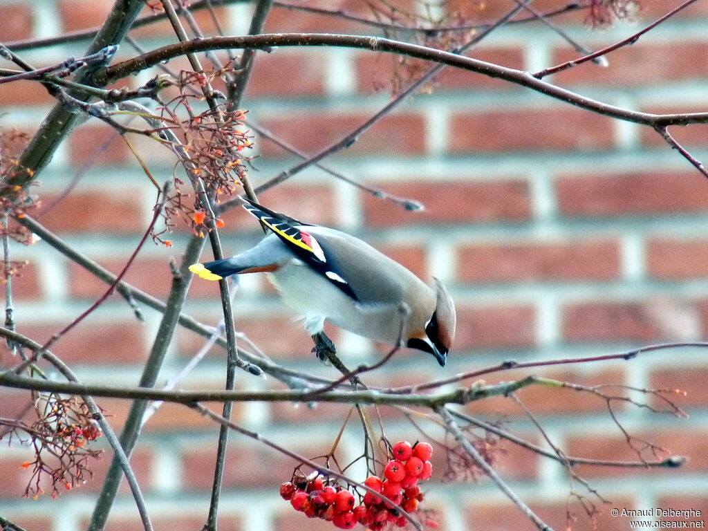 Bohemian Waxwing