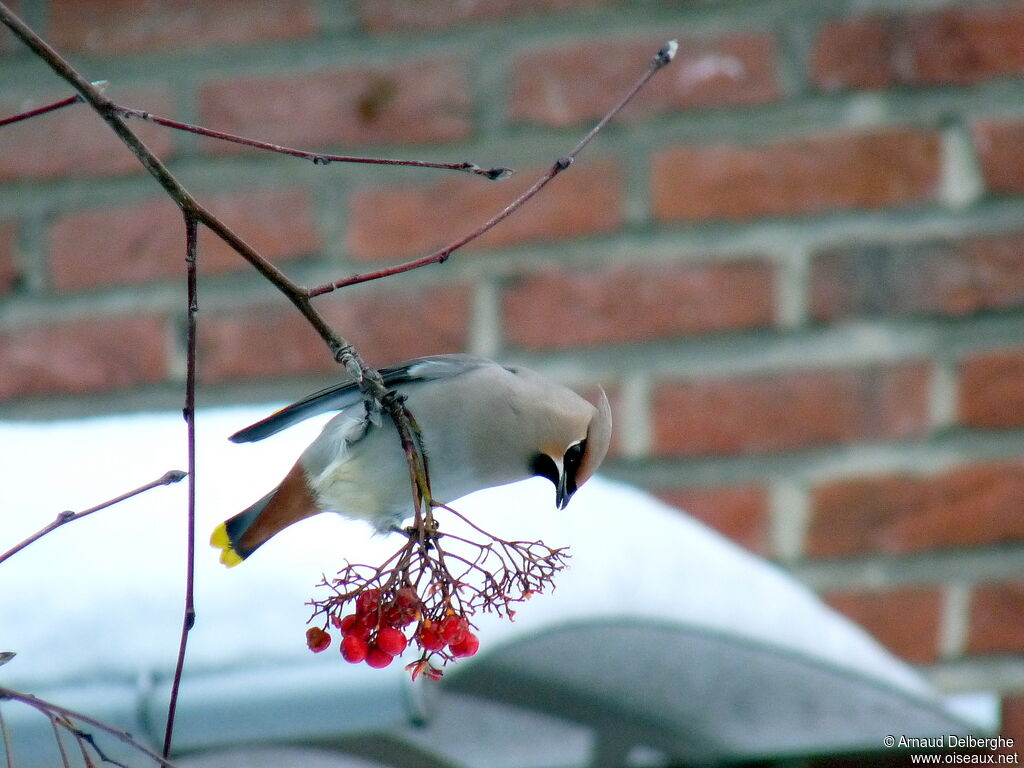 Bohemian Waxwing