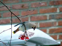 Bohemian Waxwing