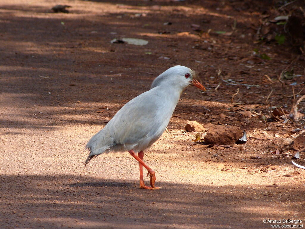 Kagu