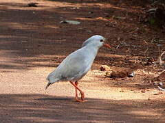 Kagu