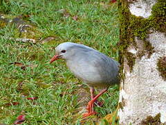 Kagu