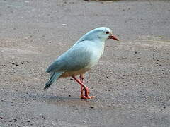 Kagu