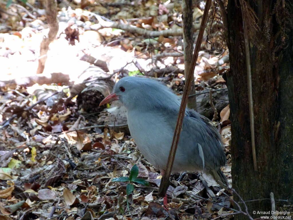 Kagu