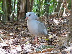 Kagu