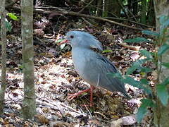 Kagu