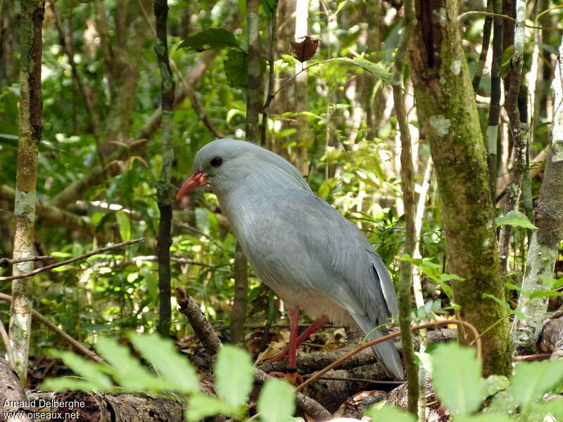 Kaguadult, habitat