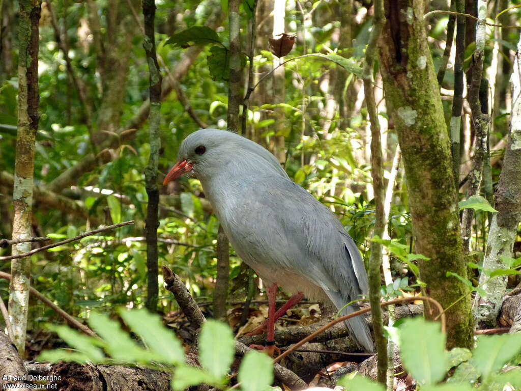 Kagou huppéadulte, habitat