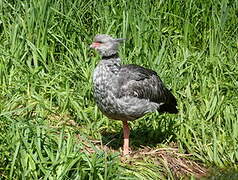 Southern Screamer