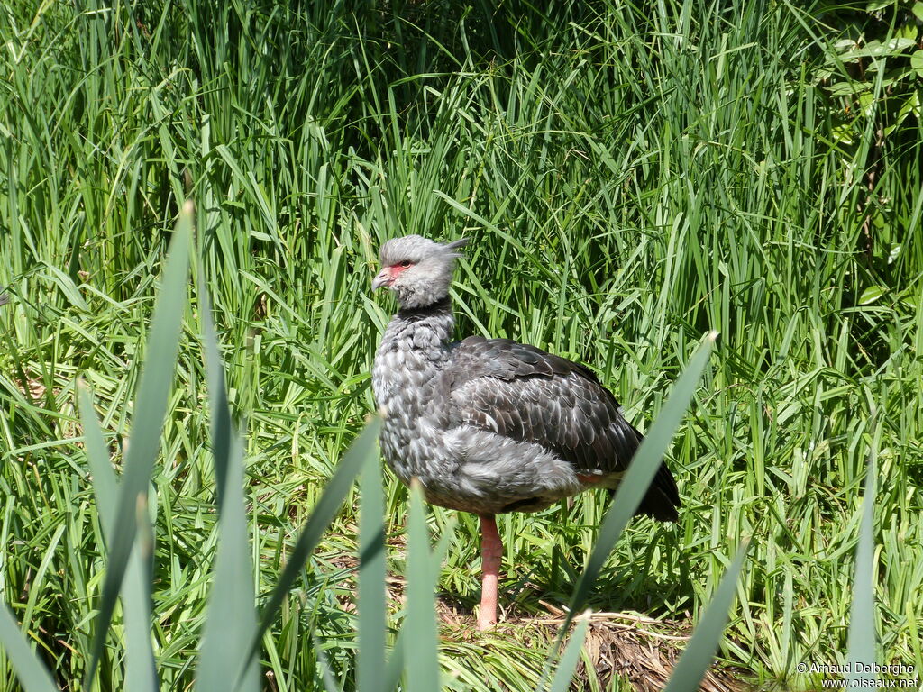 Southern Screamer