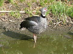 Southern Screamer