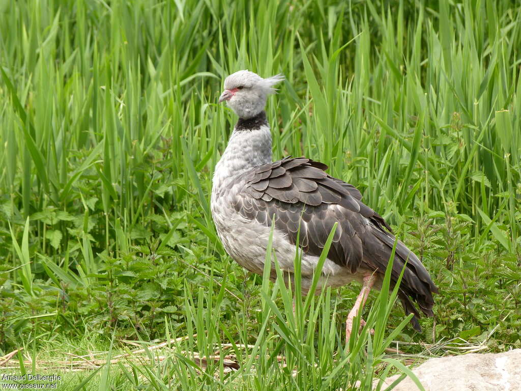 Kamichi à collieradulte, identification